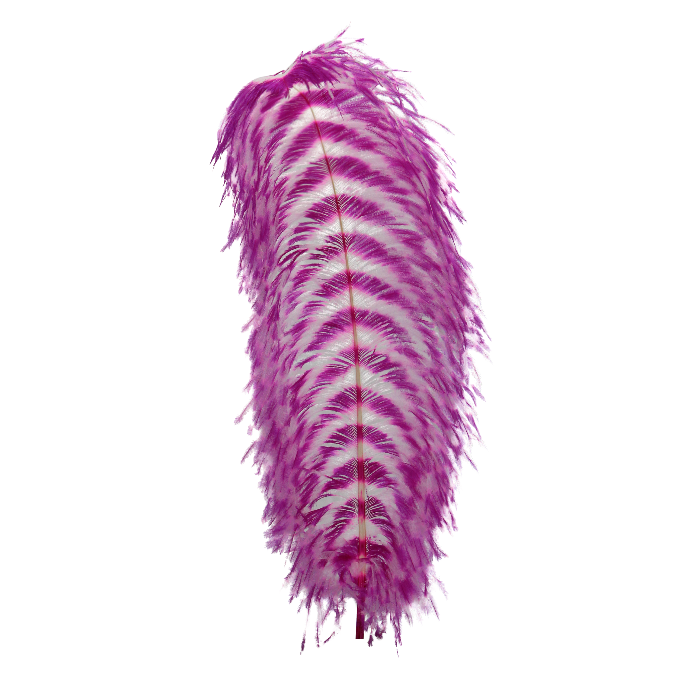 Customized Feathers – Schuman Feathers