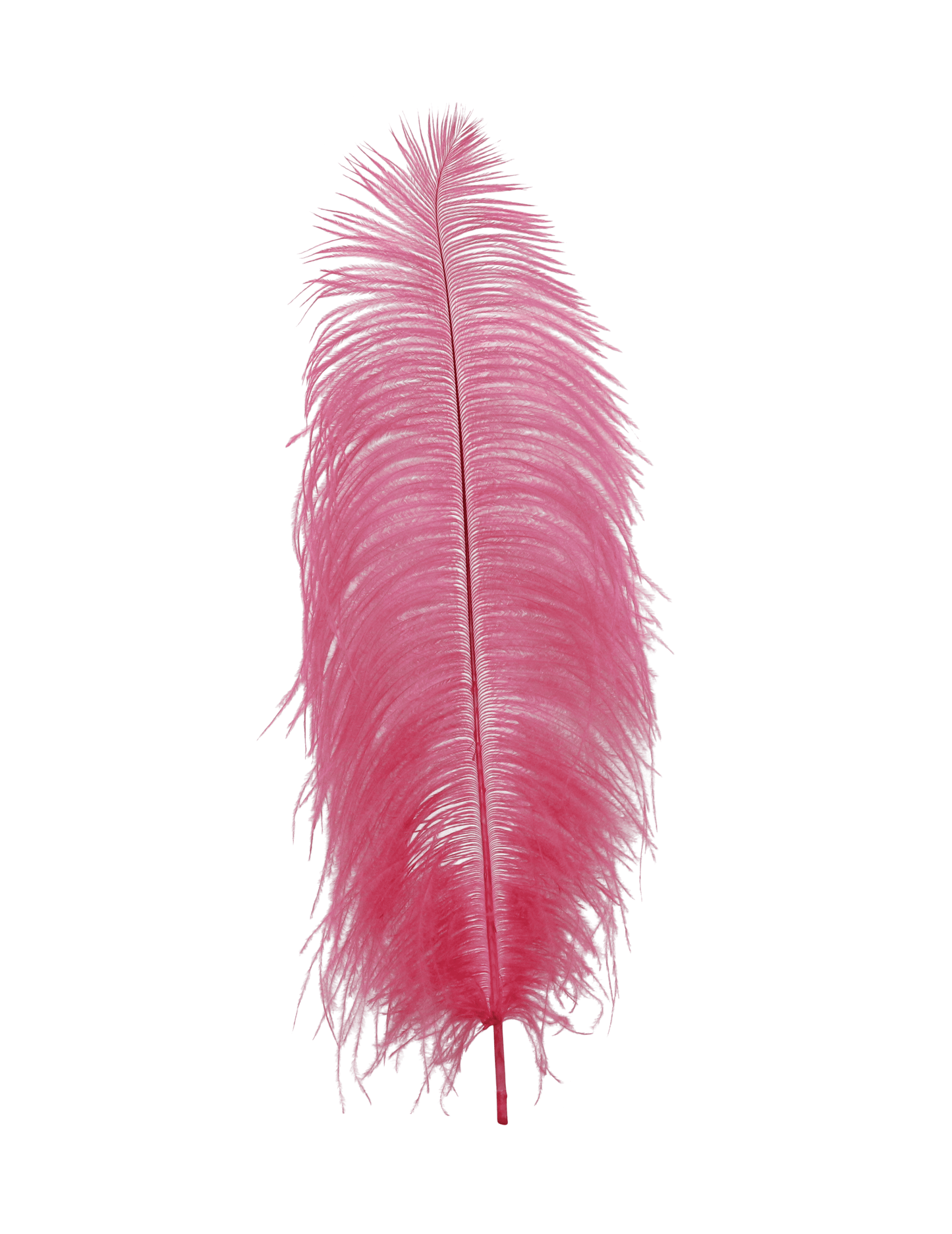 Ostrich Drabs 13-17" H66 Candy Pink