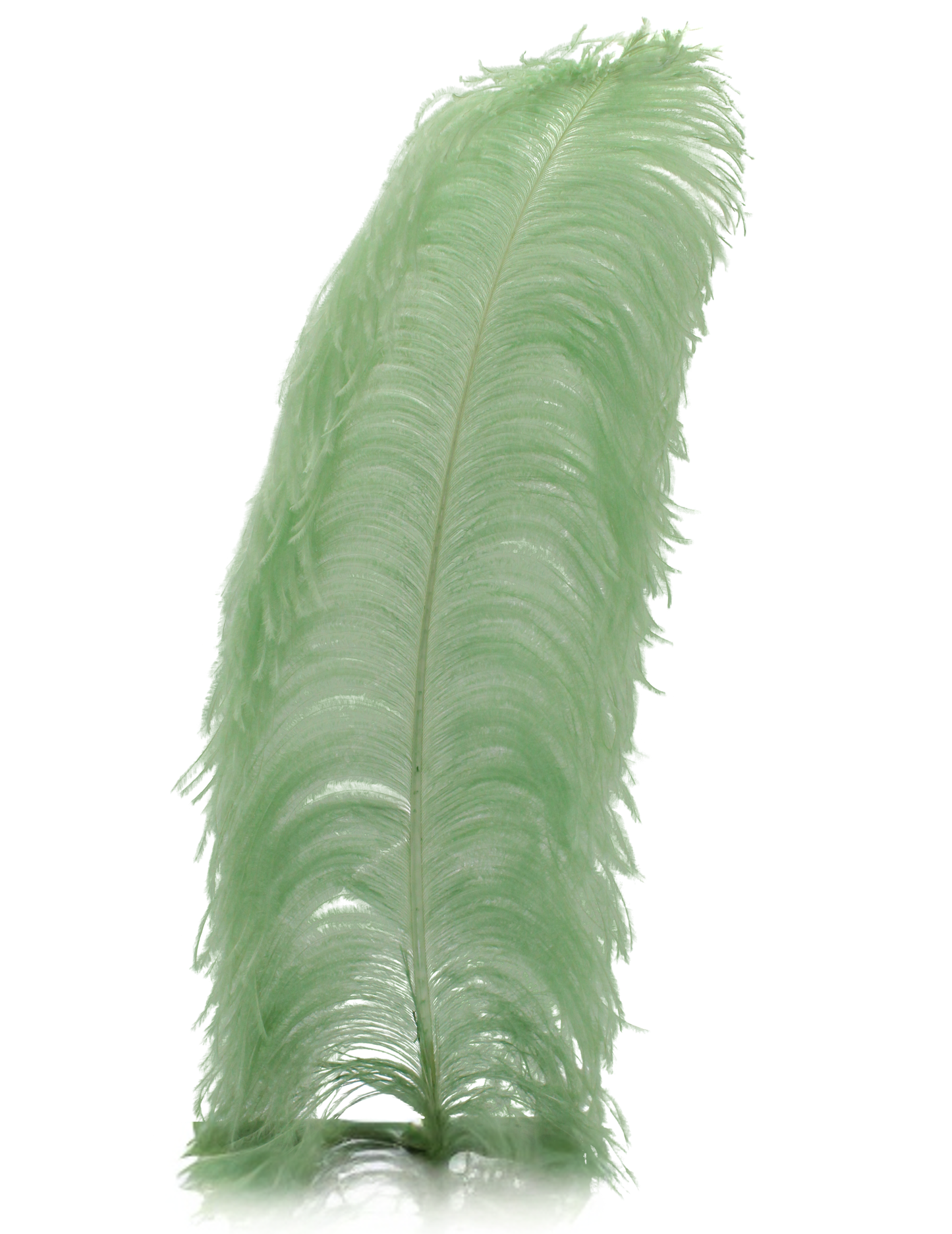 Ostrich Wing Plumes 1st Quality 20"+ Sage