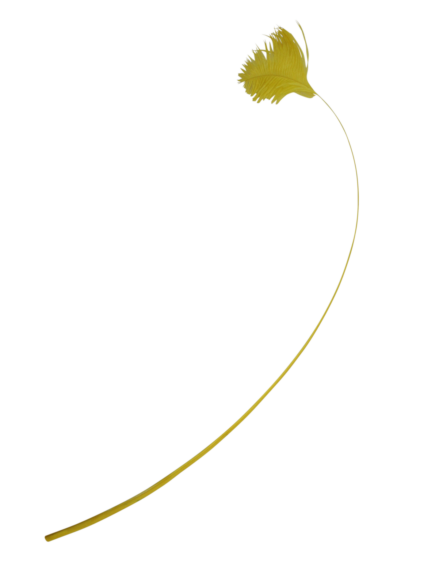 Ostrich Wings Plume Tip H36 Yellow Piece