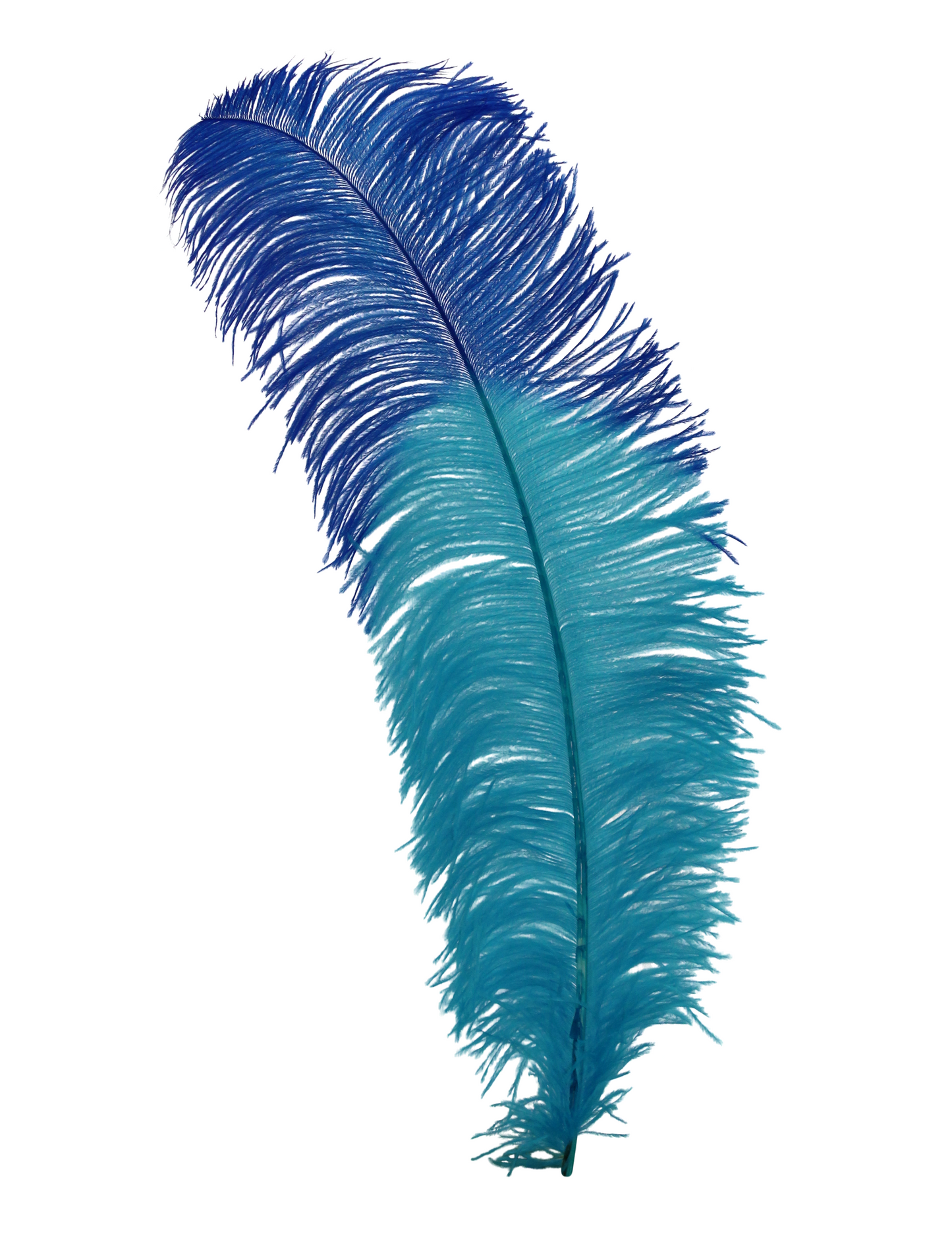 Ostrich Wings Plumes 2 Tone Aqua with Royal Tip