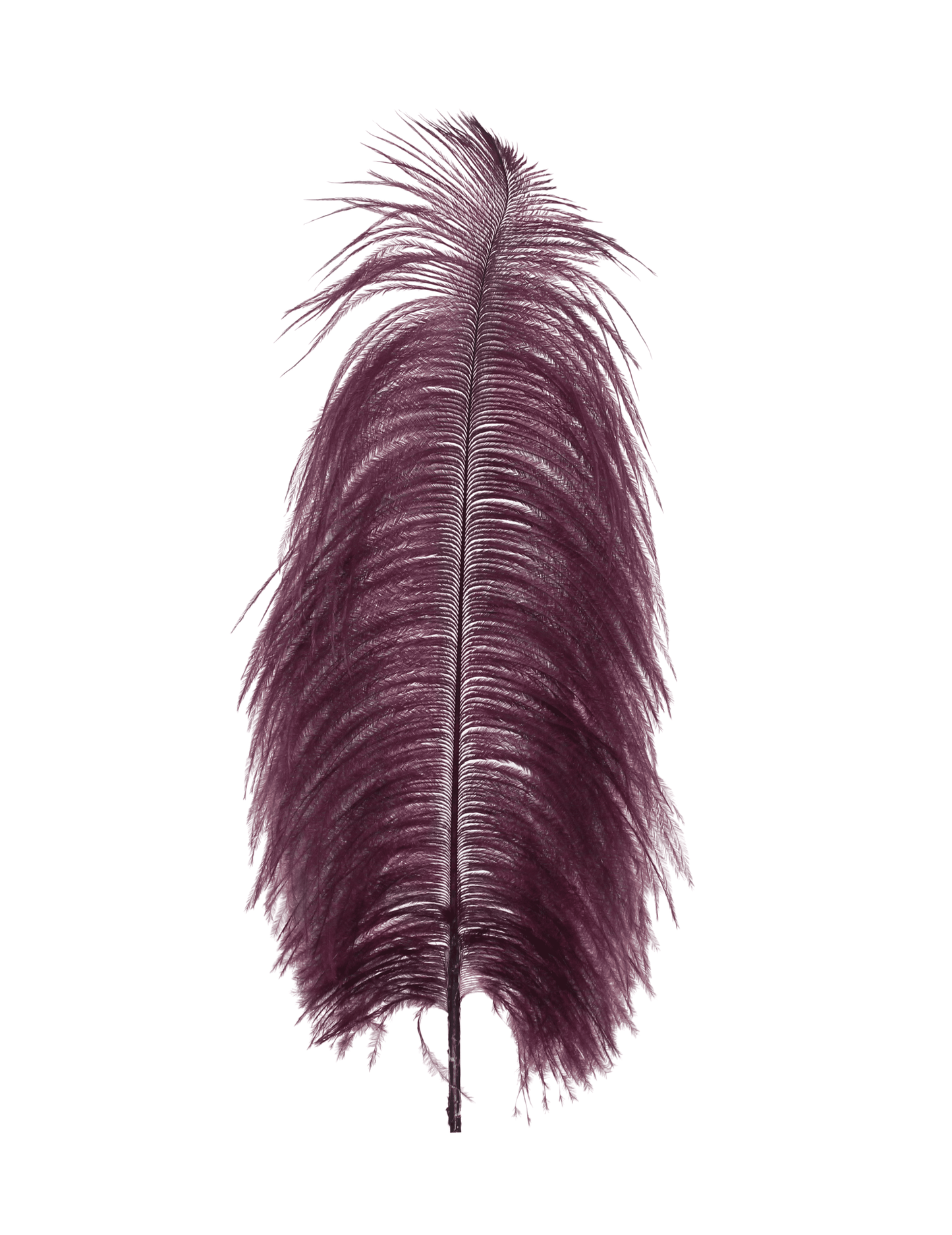 Ostrich Drabs 13-17" H56 Velvet Burgundy