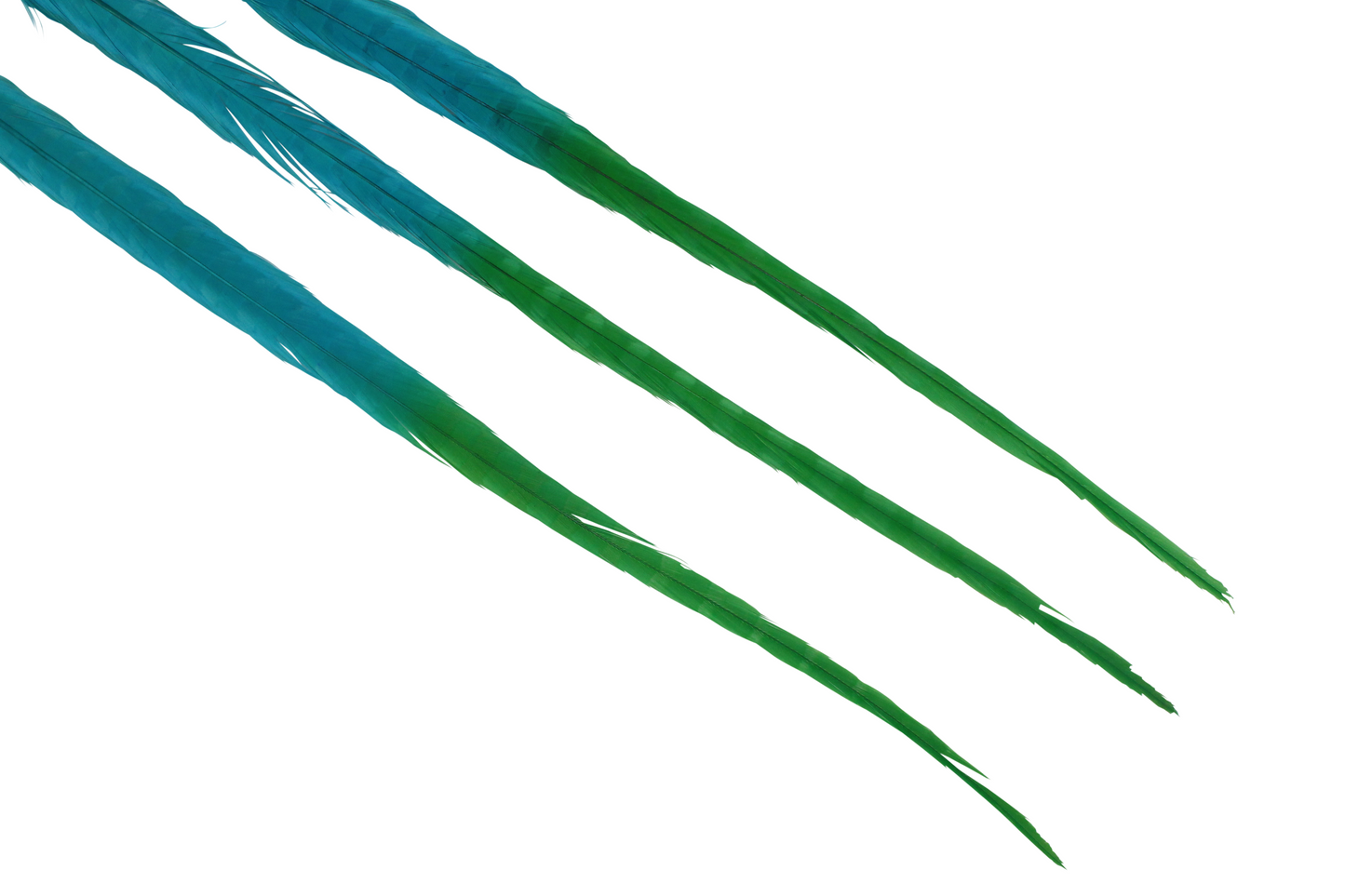 Pheasant Ringneck Bleached & Dyed 2 Tone 17-20" H8 Emerald & H12 Aqua Blue