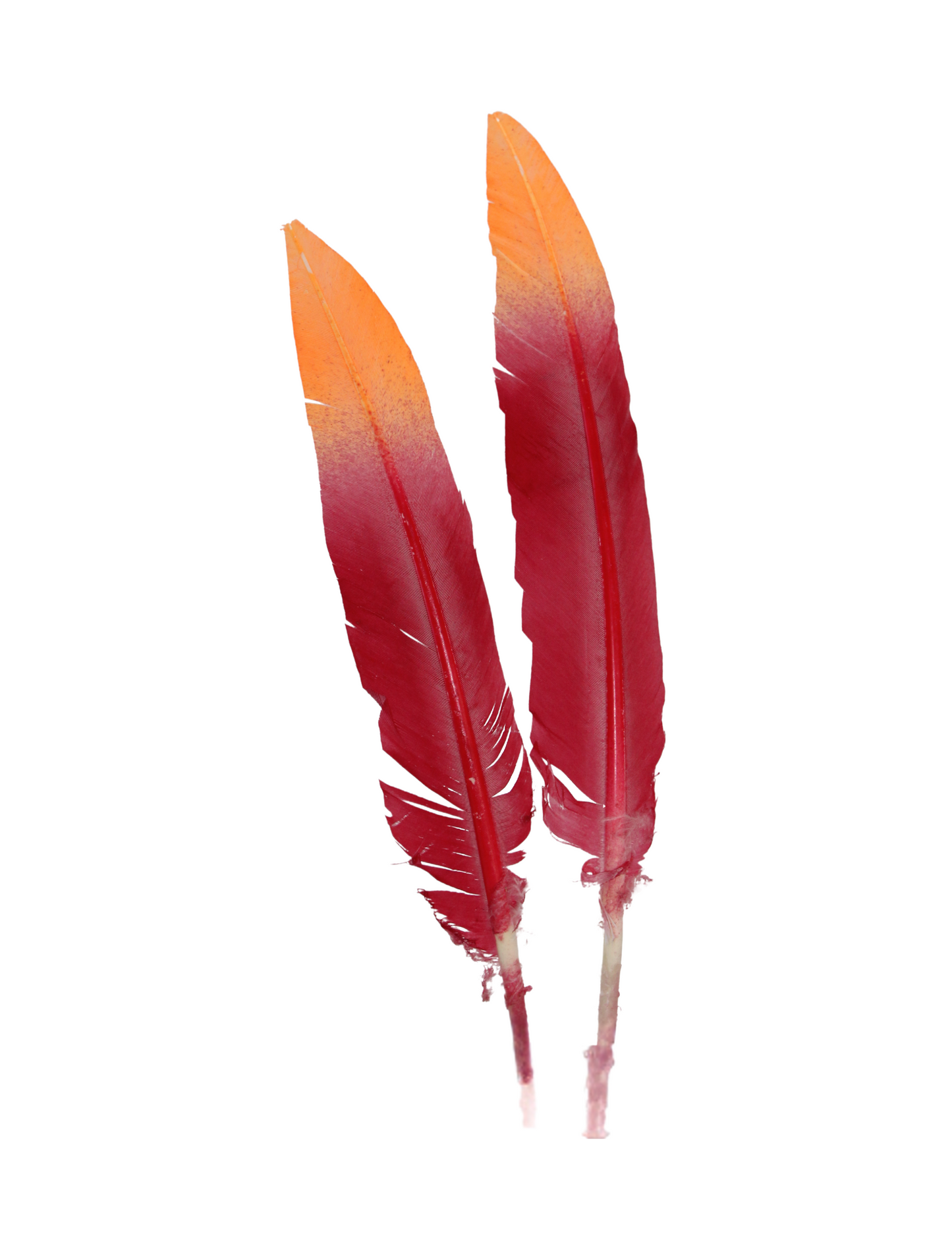 2 tone H72 Red & H62 Orange Arrow Quills