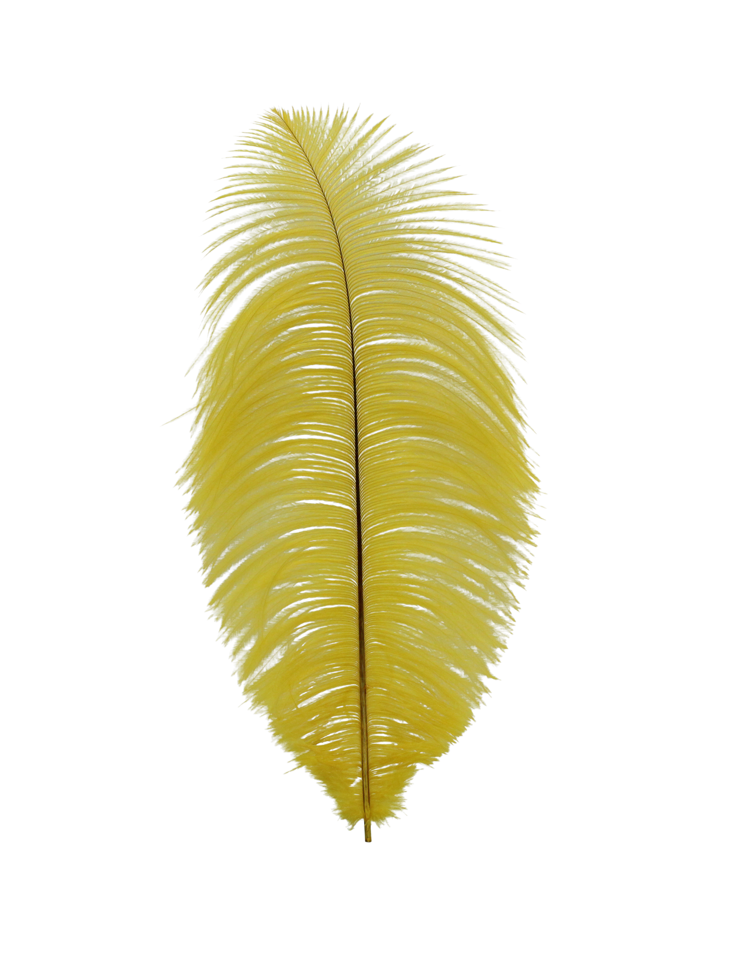 Ostrich Drabs 13-17" H36 Yellow