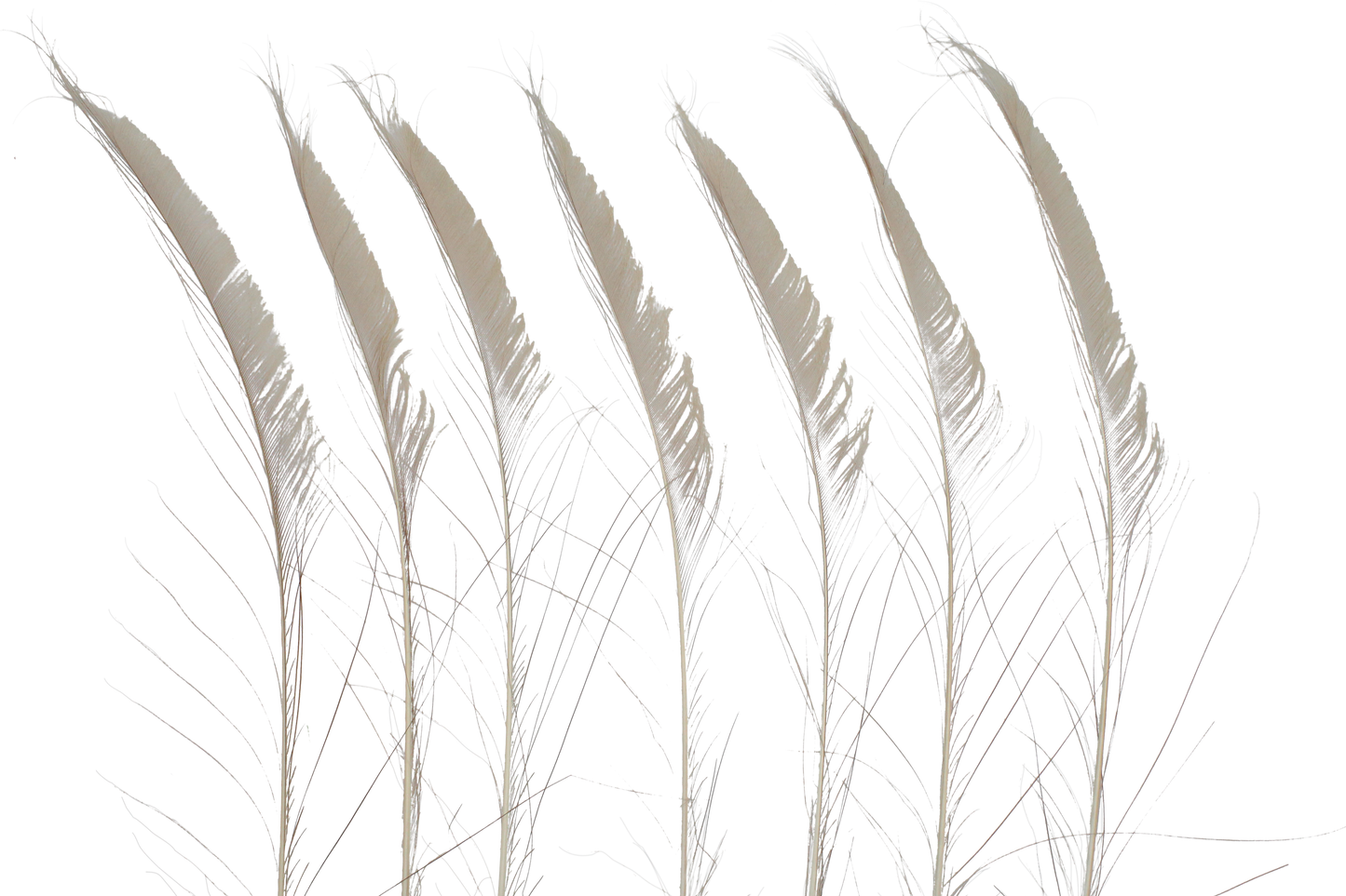 Peacock Swords Bleached & Dyed 25"+ H39 Beige