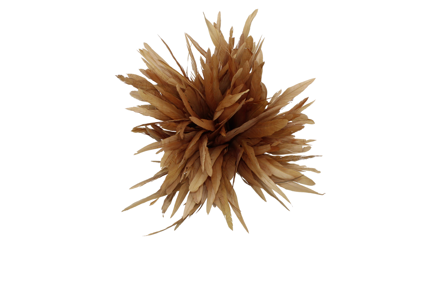 12" Cocktail Yards H42 Lion