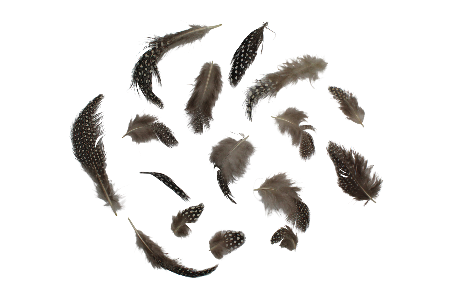 Plumage Guinea Natural