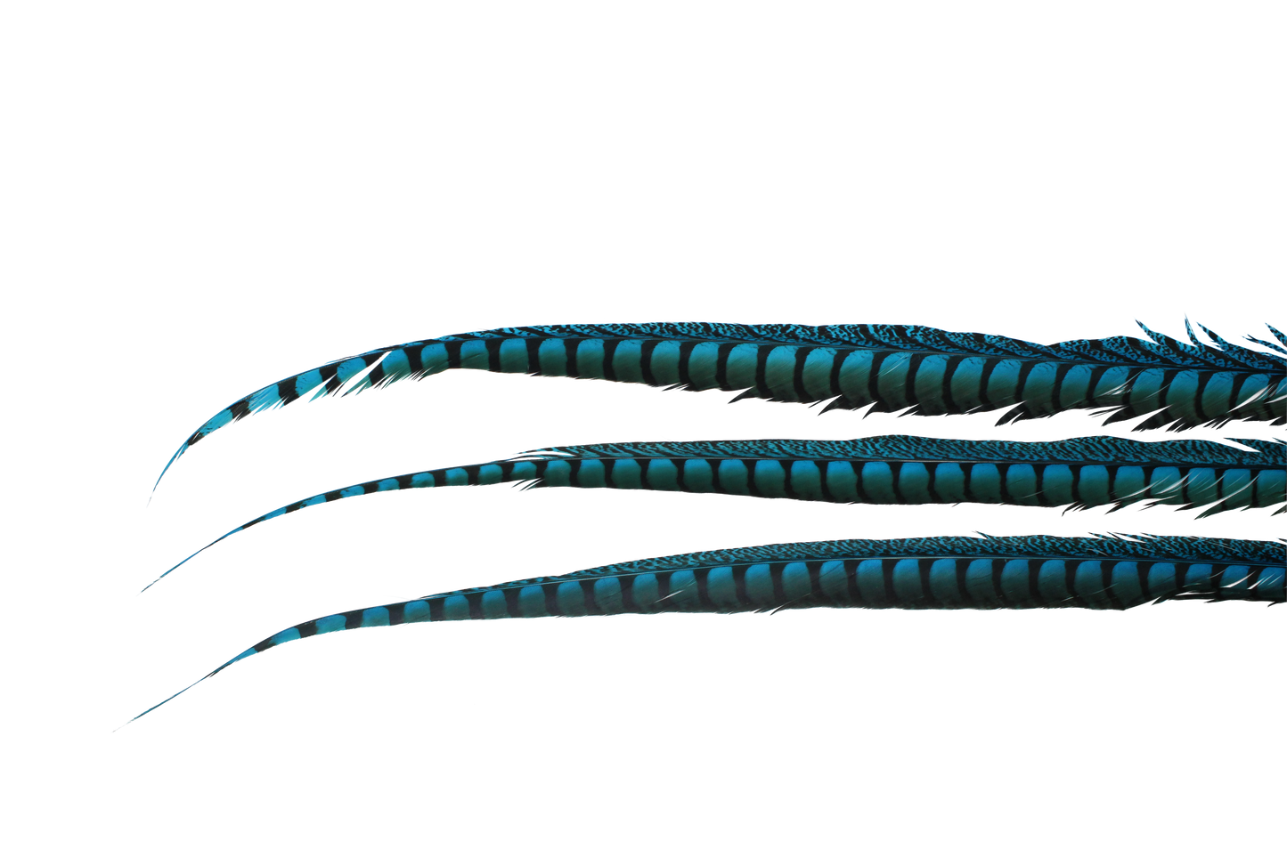 Pheasant Lady Amhurst Overdyed 30-40" H100 Turquoise