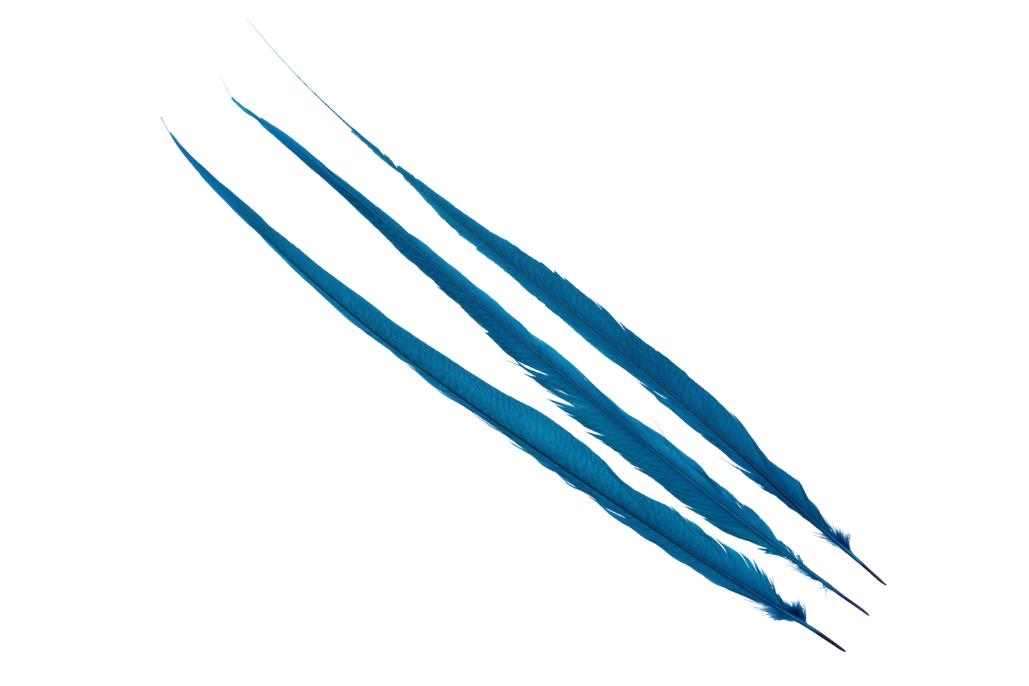 Pheasant Goldentail Bleached & Dyed Pieces 24-28" H100 Turquoise