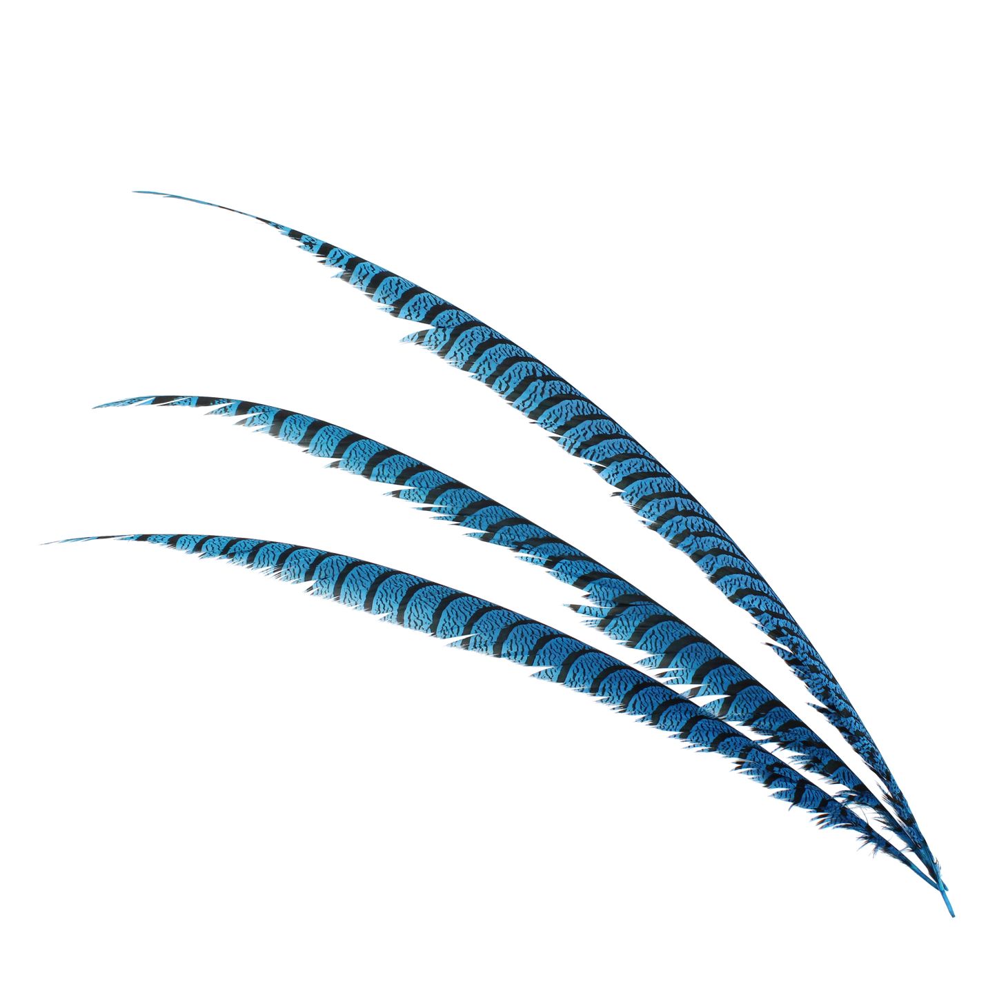 Pheasant Zebra Overdyed 30"+ H100 Turquoise