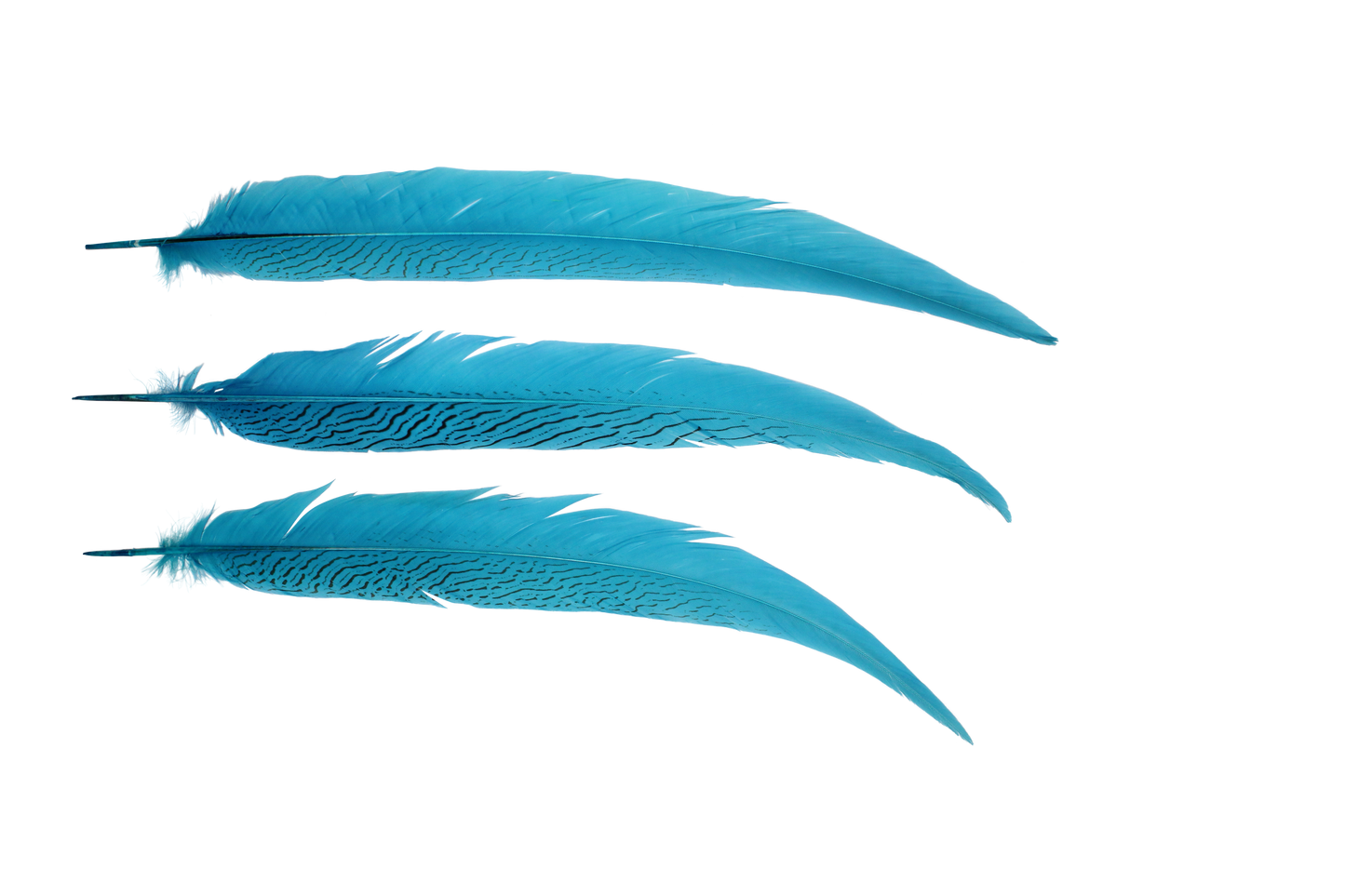 Pheasant Silvertail 18-24" H100 Turquoise