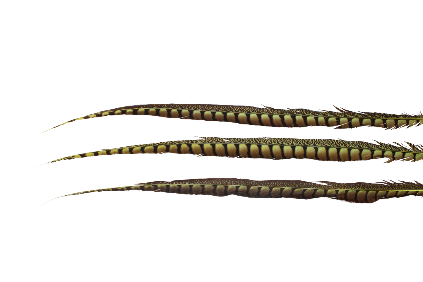 Pheasant Lady Amhurst Overdyed 30-40" H101 Lime