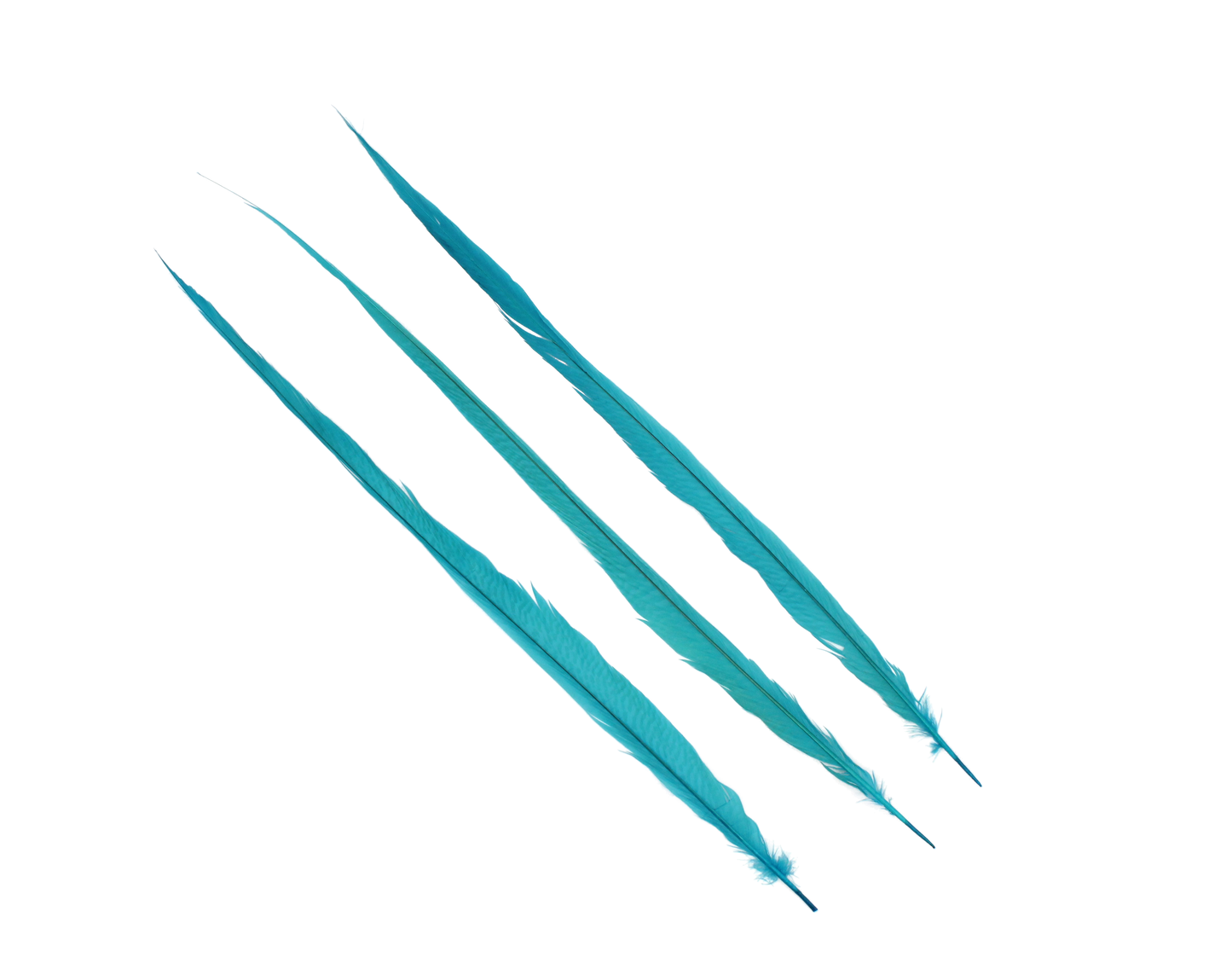 Pheasant Goldentail Bleached & Dyed Pieces 24-28" H12 Aqua Blue