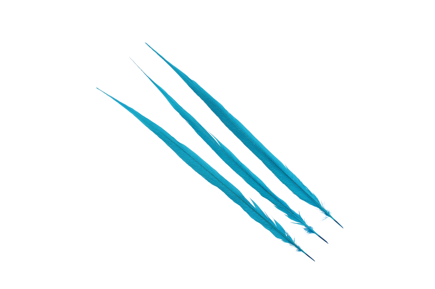 Pheasant Goldentail Bleached & Dyed Pieces 24-28" H13 Dark Aqua