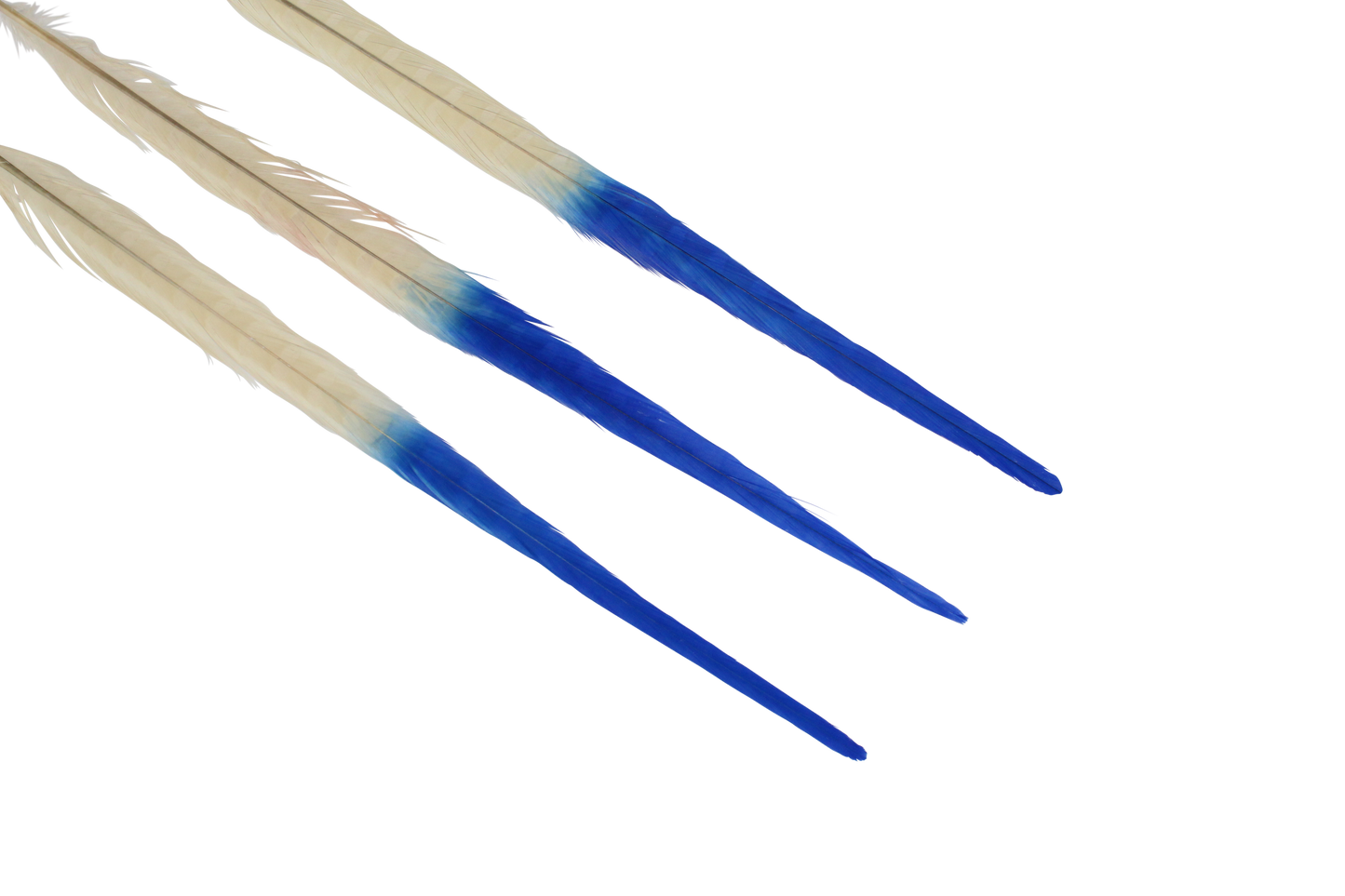 Pheasant Ringneck Bleached & Dyed 2 Tone 17-20" H33 Ivory & H17 Royal Blue