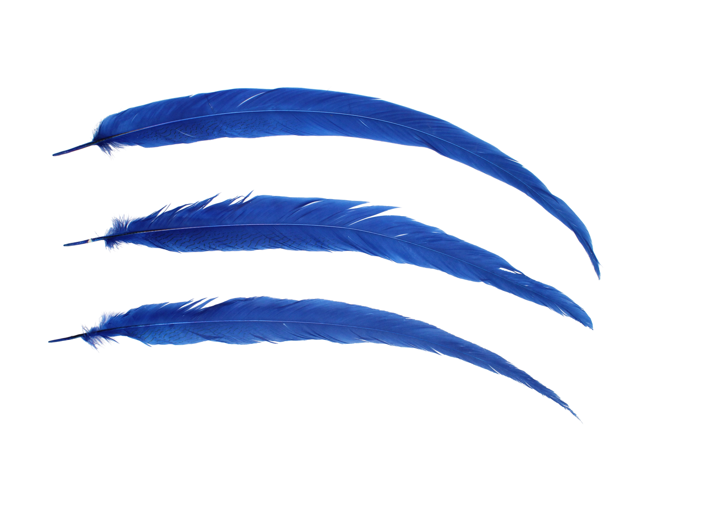 Pheasant Silvertail 18-24" H17 Royal Blue