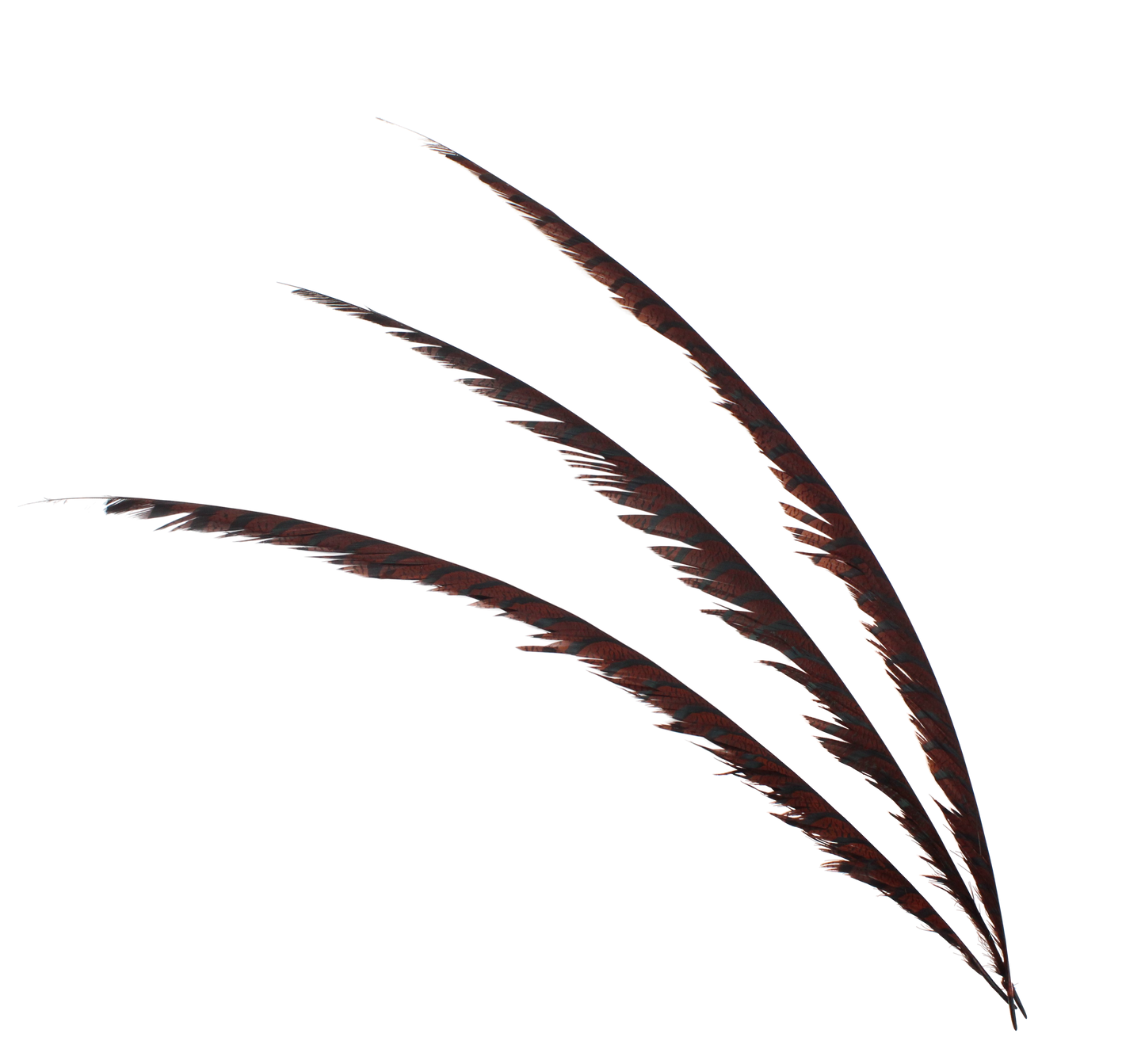 Pheasant Zebra Overdyed 30"+ H30 Brown