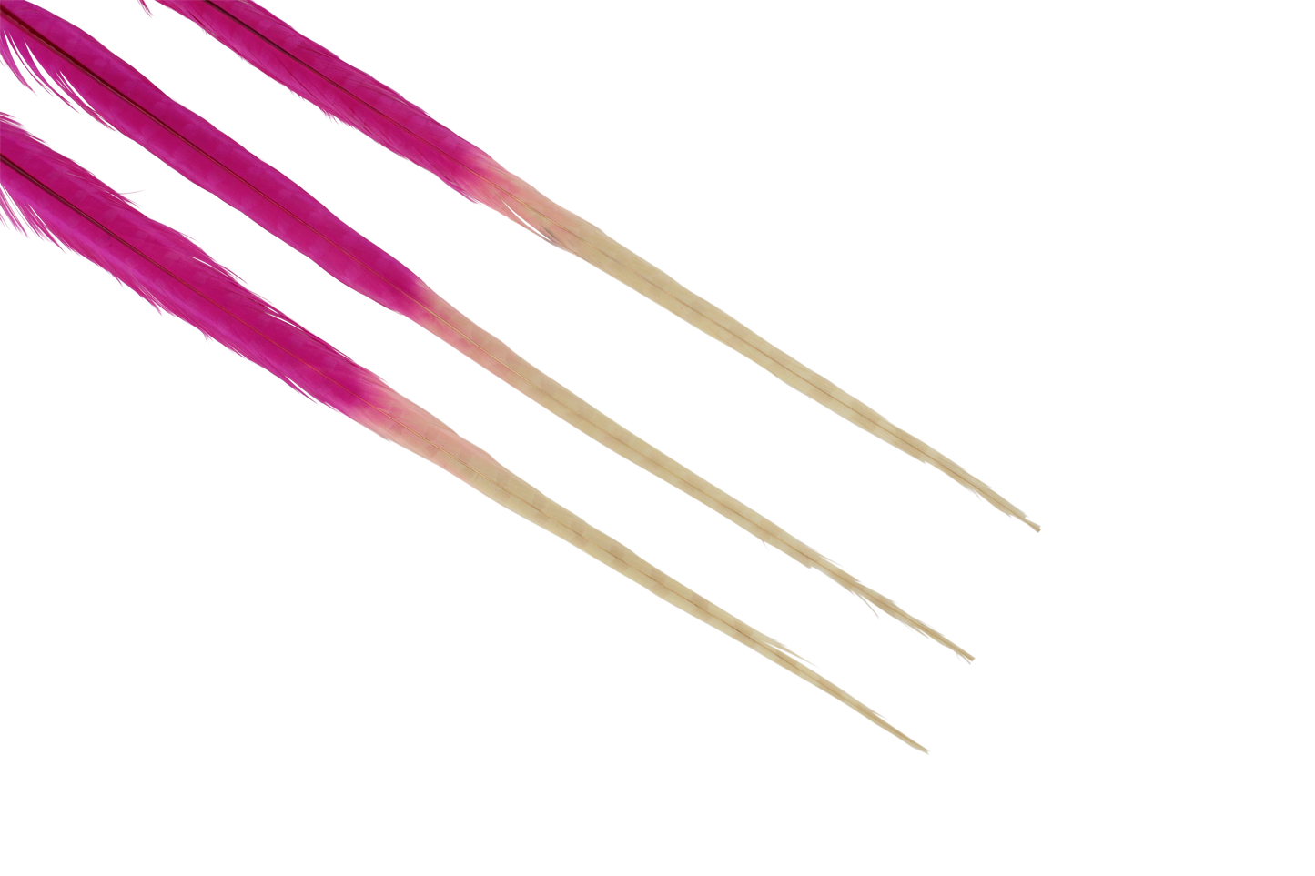 Pheasant Ringneck Bleached & Dyed 2 Tone 17-20" H70 Fuschia & H33 Ivory