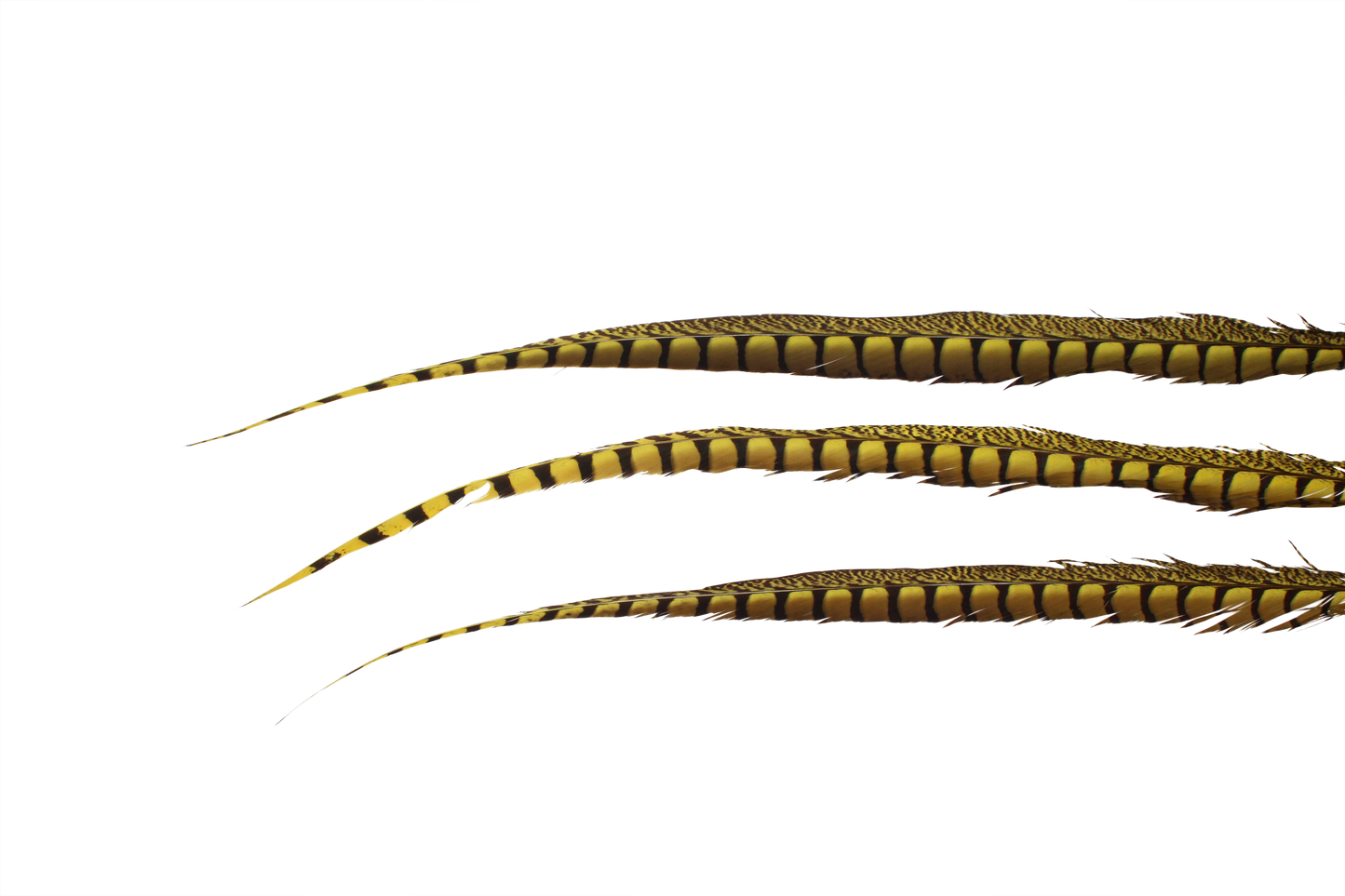 Pheasant Lady Amhurst Overdyed 30-40" H36 Yellow