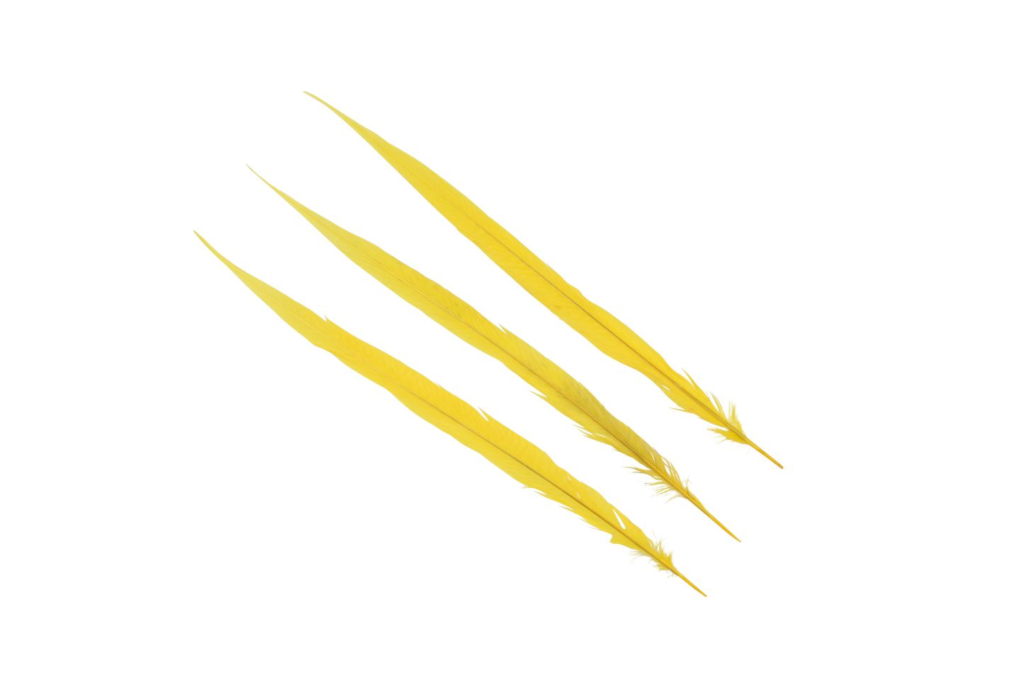 Pheasant Goldentail Bleached & Dyed Pieces 24-28" H36 Yellow