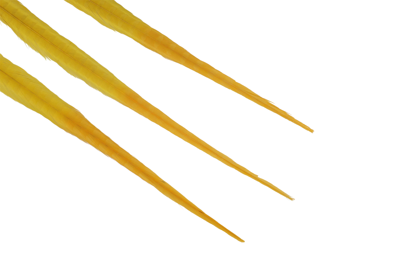 Pheasant Ringneck Bleached & Dyed 16-18" H36 Yellow