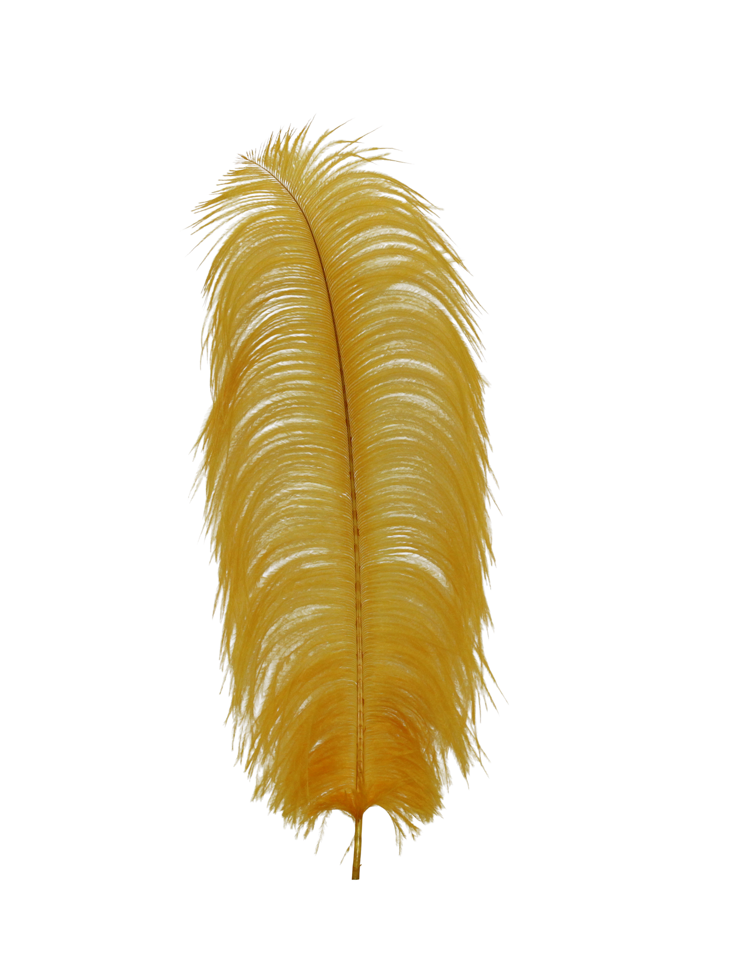 Ostrich Drabs 13-17" H38 Gold