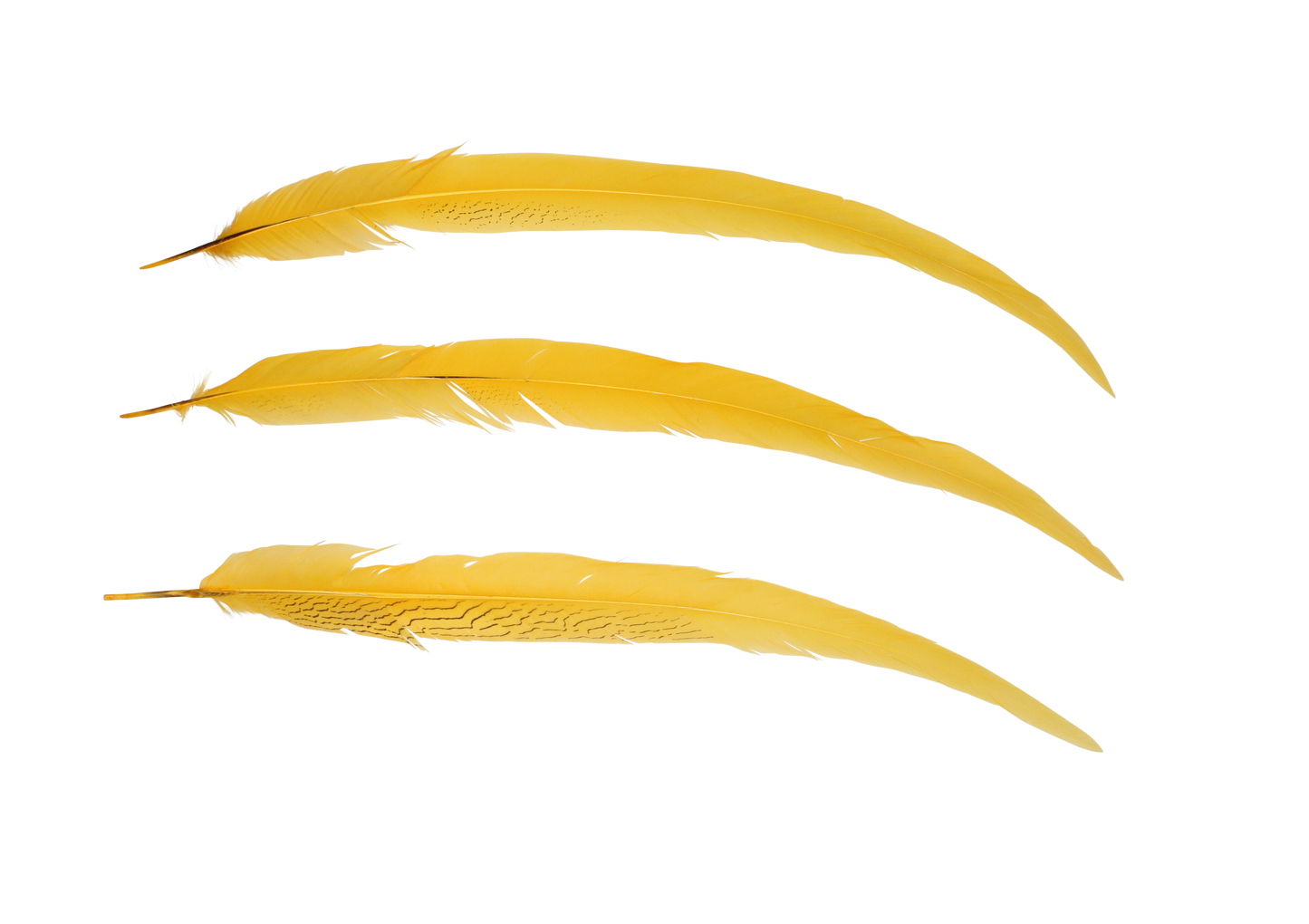 Pheasant Silvertail 28"+ H38 Gold