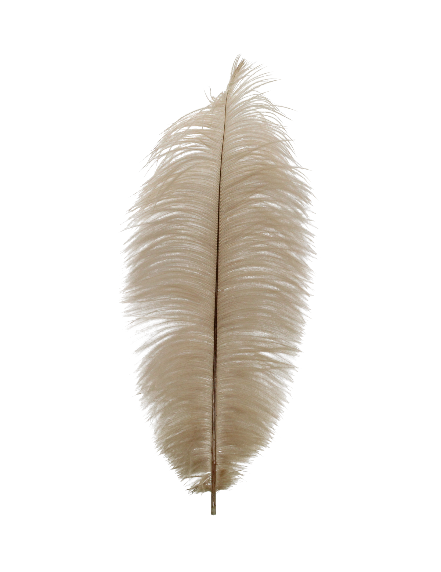 Ostrich Drabs 13-17" H39 Beige