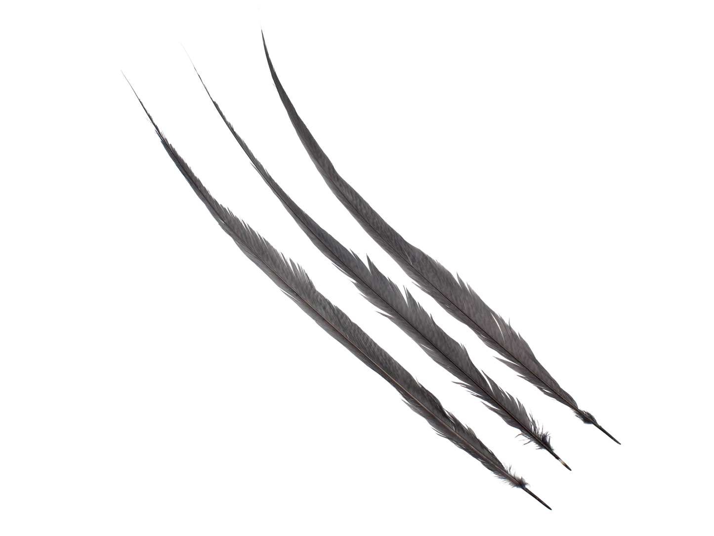 Pheasant Goldentail Bleached & Dyed Pieces 24-28" H47 Dark Grey