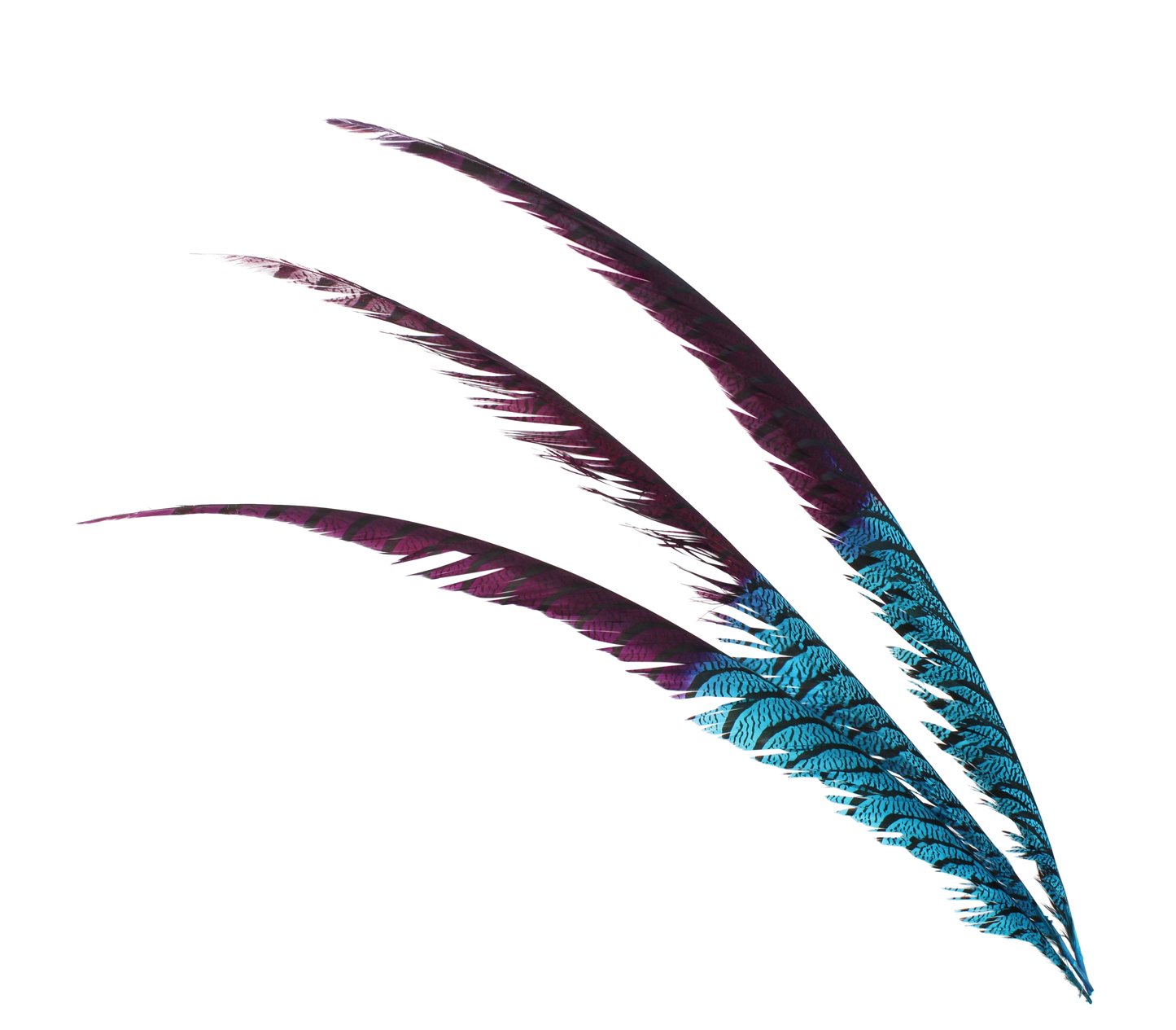 Pheasant Zebra 2 Tone 30"+ H57 Cranberry & H100 Turquoise