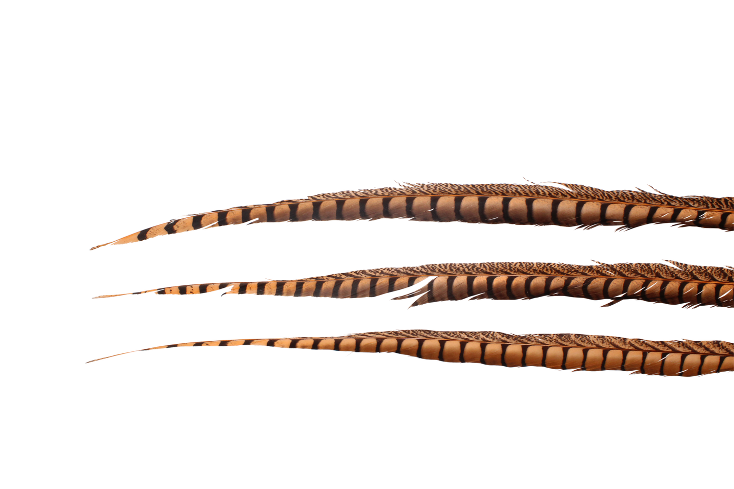 Pheasant Lady Amhurst Overdyed 30-40" H58 Apricot