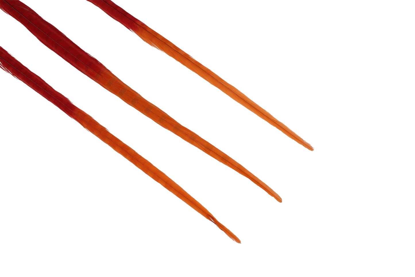 Pheasant Ringneck Bleached & Dyed 2 Tone 17-20" H72 Red & H62 Orange