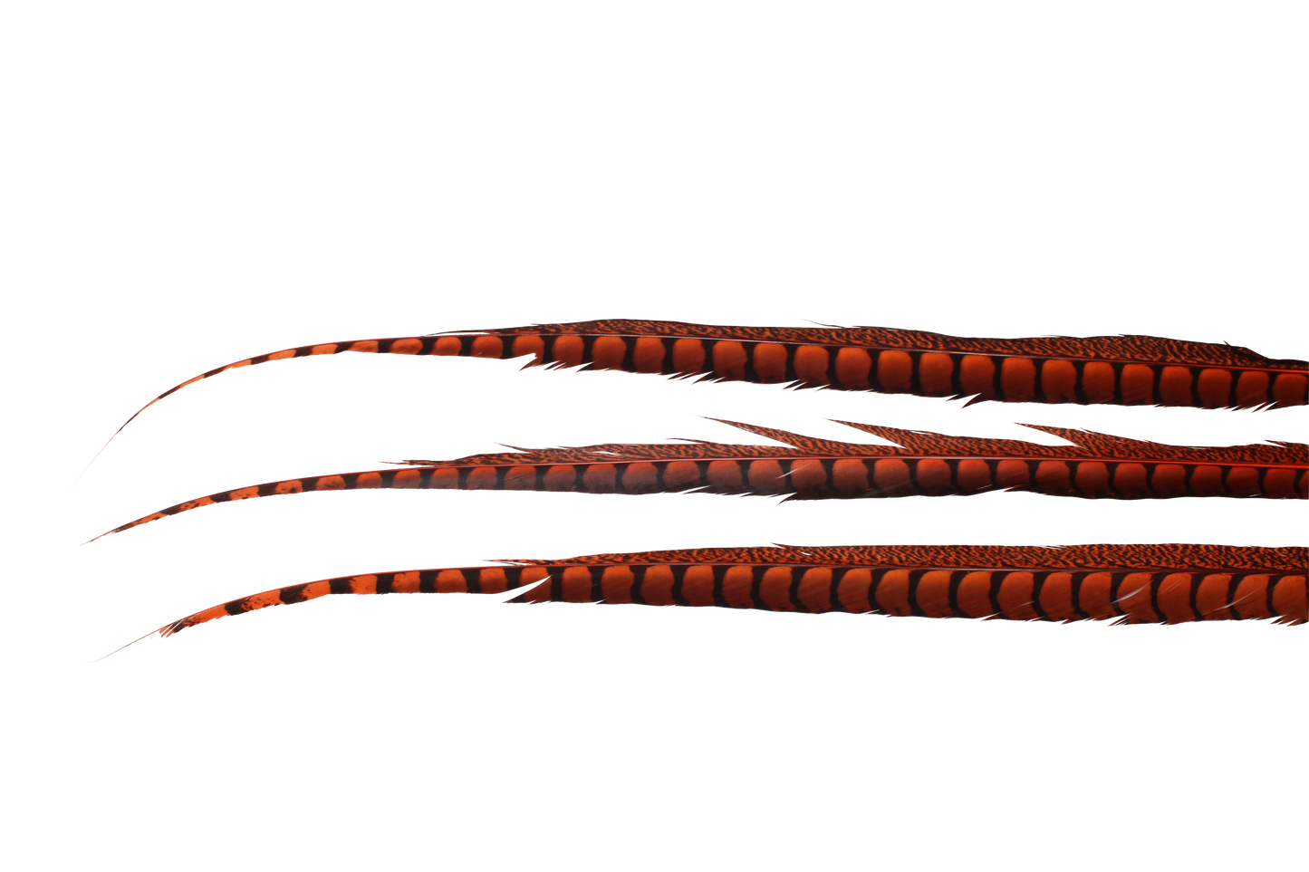 Pheasant Lady Amhurst Overdyed 25"+ H62 Orange