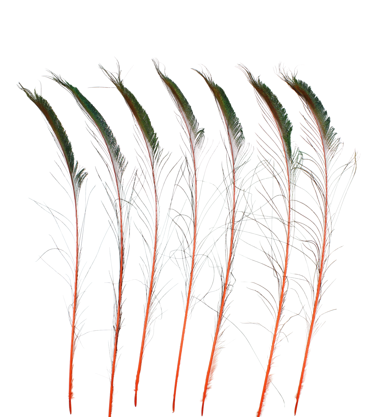 Peacock Swords Stem Dyed 30-35" H62 Orange