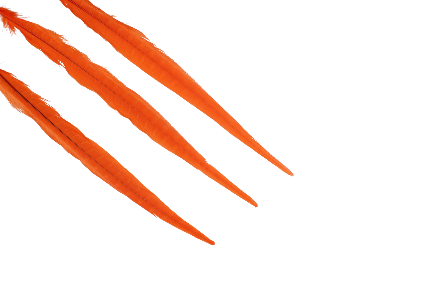 Pheasant Ringneck Bleached & Dyed 16-18" H62 Orange