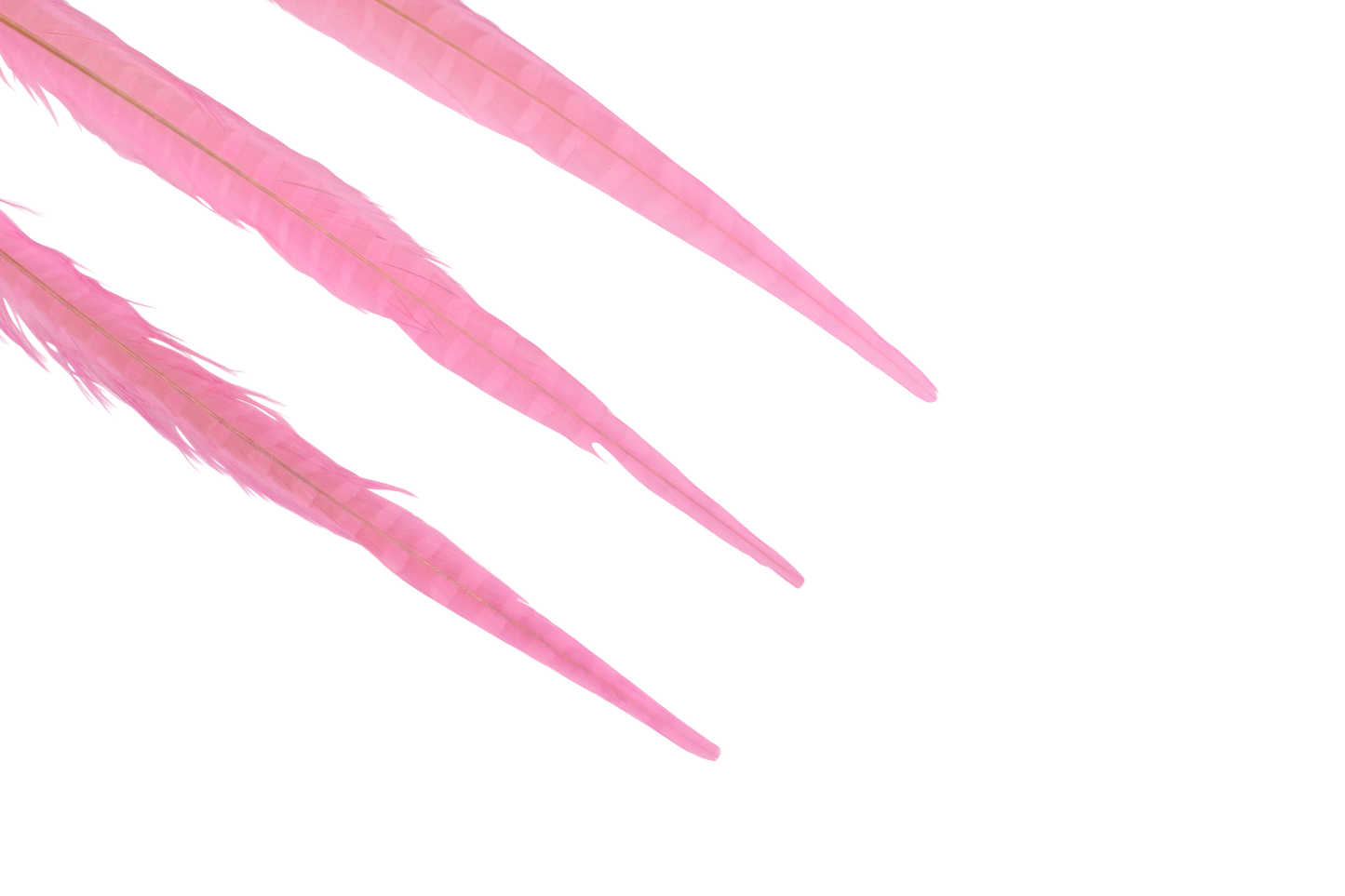 Pheasant Ringneck Bleached & Dyed 16-18" H64 Baby Pink