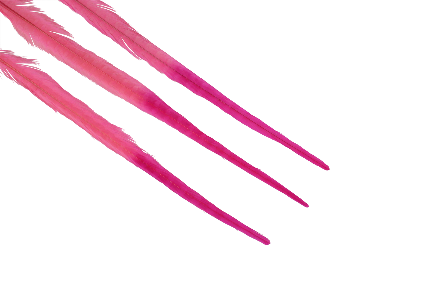 Pheasant Ringneck Bleached & Dyed 2 Tone 17-20" H66 Candy Pink & H69 Hot Pink