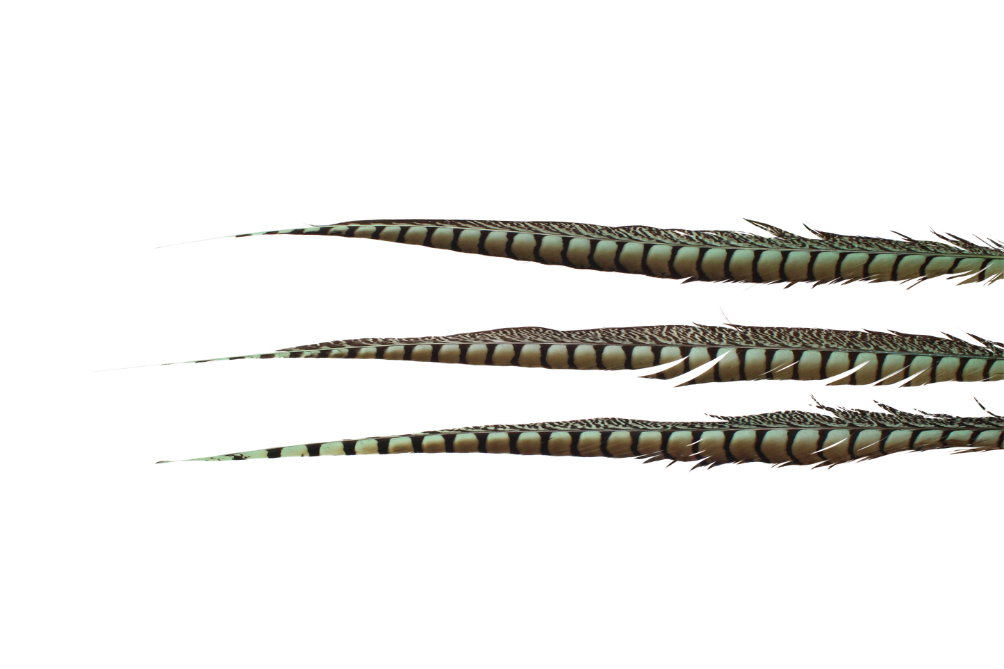 Pheasant Lady Amhurst Overdyed 30-40" H6 Mint