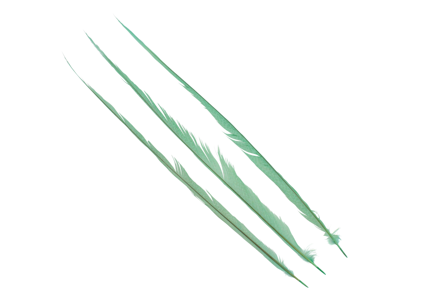 Pheasant Goldentail Bleached & Dyed Pieces 24-28" H6 Mint