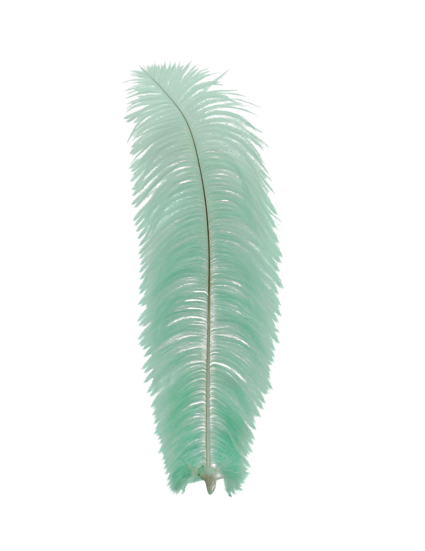 Ostrich Drabs 13-17" H6 Mint