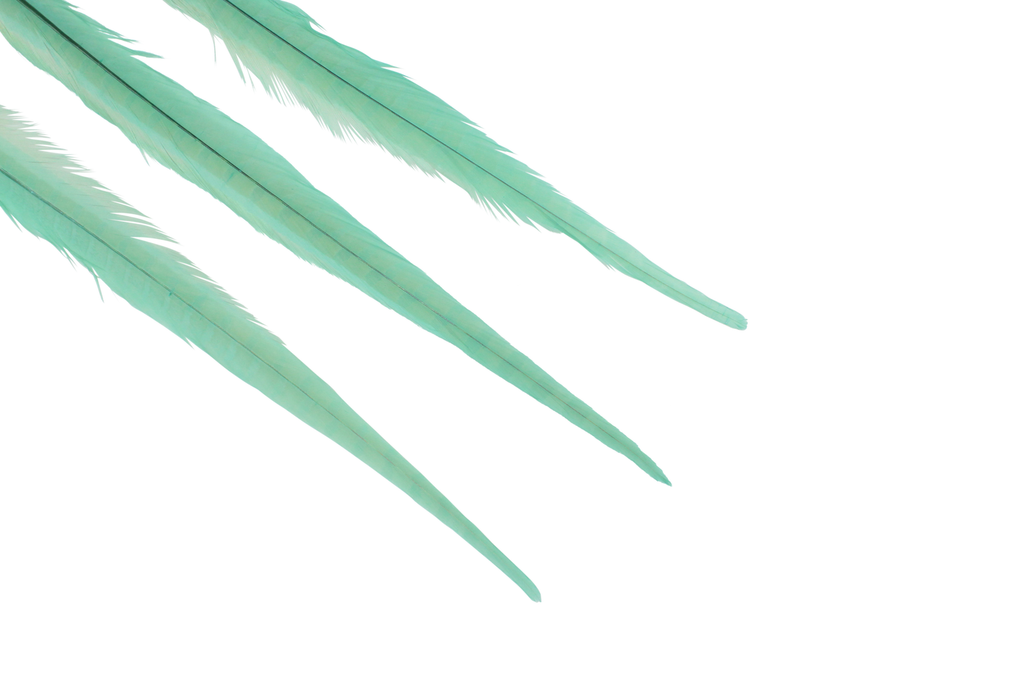 Pheasant Ringneck Bleached & Dyed 17-20" H6 Mint