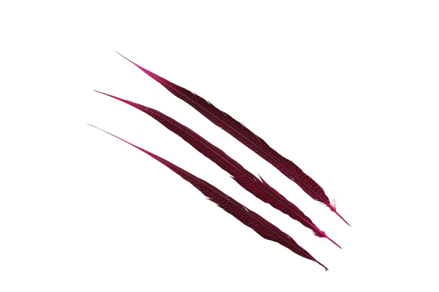 Pheasant Goldentail Overdyed 28-30" H70 Fuschia