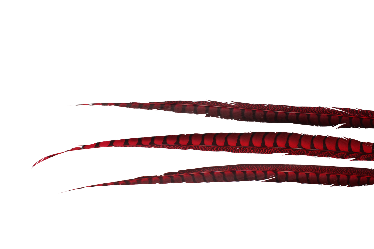 Pheasant Lady Amhurst Overdyed 30-40" H72 Red