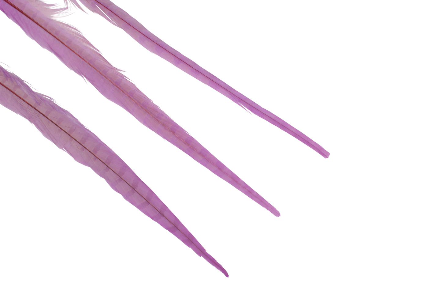 Pheasant Ringneck Bleached & Dyed 16-18" H74 Lilac