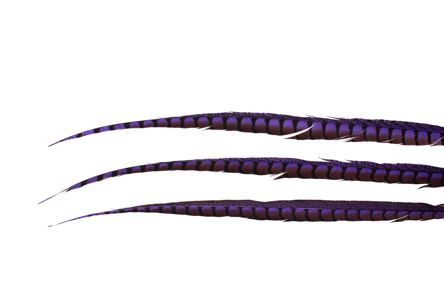 Pheasant Lady Amhurst Overdyed 30-40" H75 Purple