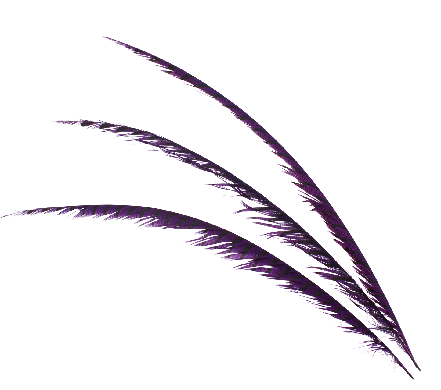 Pheasant Zebra Overdyed 30"+ H75 Purple