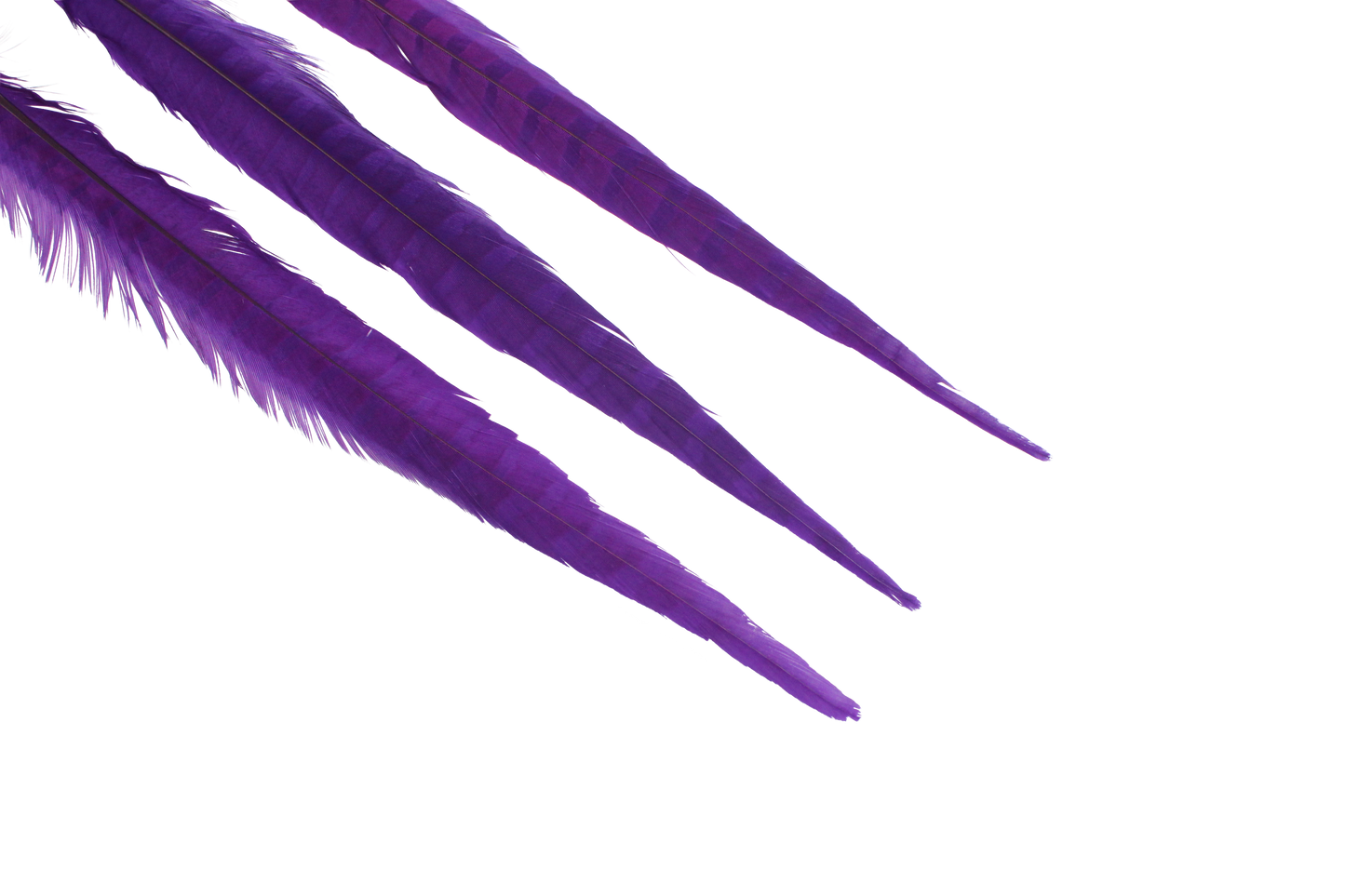 Pheasant Ringneck Bleached & Dyed 17-20" H75 Purple