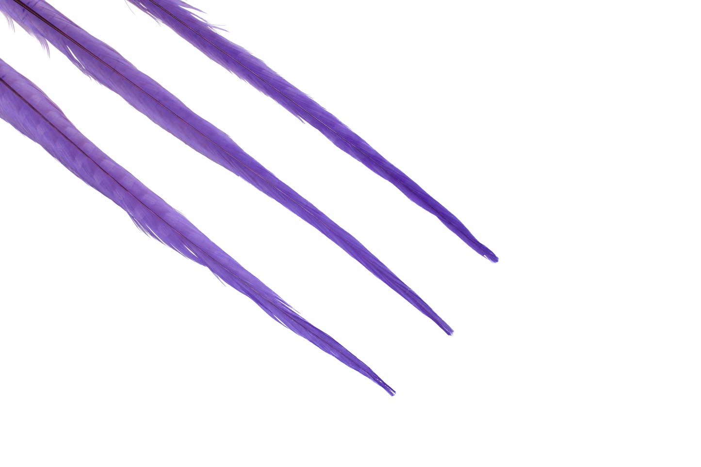 Pheasant Ringneck Bleached & Dyed 17-20" H76 Purple