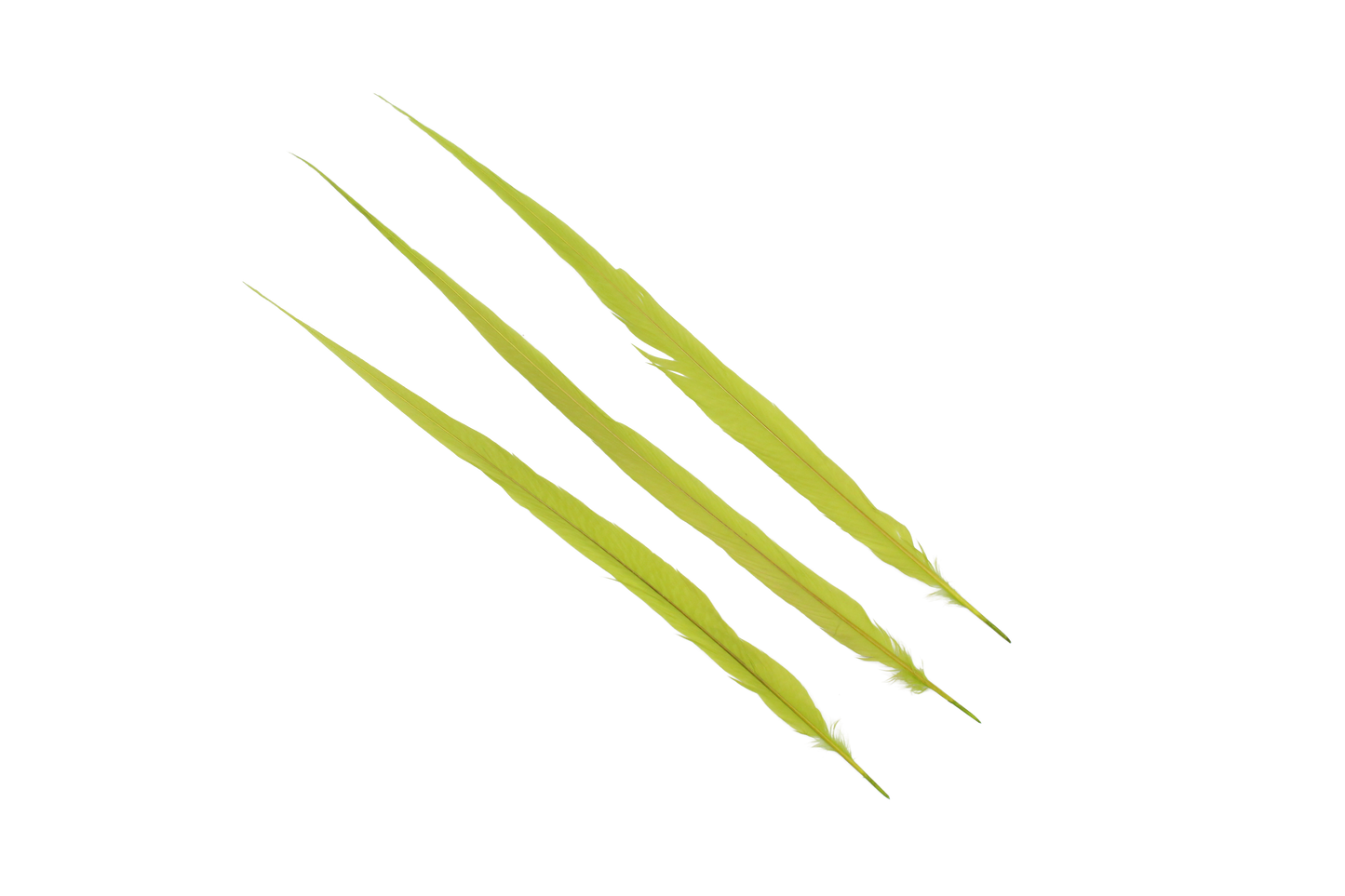 Pheasant Goldentail Bleached & Dyed Pieces 24-28" H7 Apple